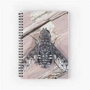 Anthrax sp. fly close-up Spiral Notebook