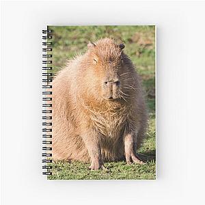 Capybara stare Spiral Notebook