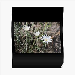 Desert Chicory Coachella Wildlife Preserve   Poster RB2410