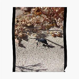 Black Blister Beetle Coachella Preserve   Poster RB2410