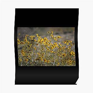 Brittle Bush 4 At Coachella Wildlife Preserve   Poster RB2410