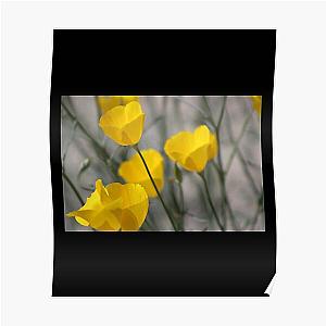 Closeup of California Poppies Coachella Wildlife Preserve   Poster RB2410