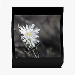 Desert Chicory Coachella Valley Wildlife Preserve   Poster RB2410