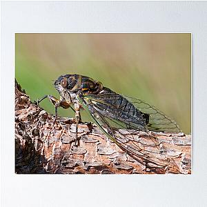 Dogday Harvestfly (Cicada) Poster