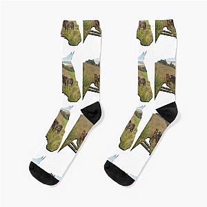 Two foals Socks