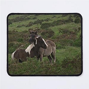 Wild Dartmoor Foal Pad