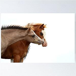 Colt foal Poster