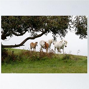 Mares and Foals