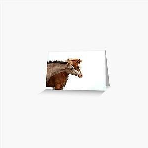 Colt foals Greeting Card