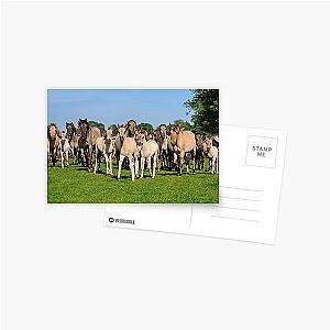 A Wild Herd of Dulmen Horses with Foals Postcard