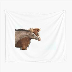 Colt foals Tapestry