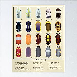 Isopod Color Chart Poster