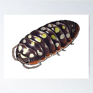 Armadillidium klugii "montenegro" Isopod Poster