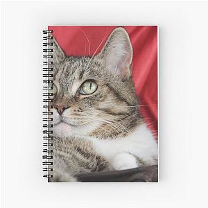 Kittie Kittie Kittie!  Spiral Notebook