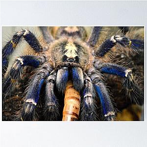 Beautiful blue Gooty Sapphire Ornamental Tarantula (Poecilotheria metallica) Poster