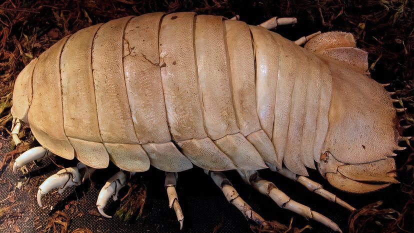 Dive Into the World of Isopod Merch: Unique Finds for Animal Lovers