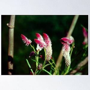 Purple Fluff - Rutgers Gardens Poster RB0211