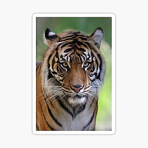 Tiger Sticker