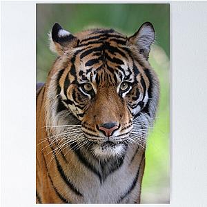 Tiger Poster
