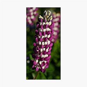 Lupine Photographic Print