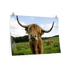 Highland Cattle Matte Posters Official Merch CL1211