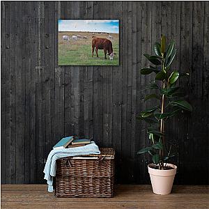 Grazing Cattle Canvas Official Merch CL1211