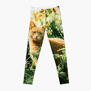 Colorful cat in the garden hiding says hey to you! Leggings