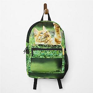 Friendly cat in the garden says hey to a leaf! Backpack