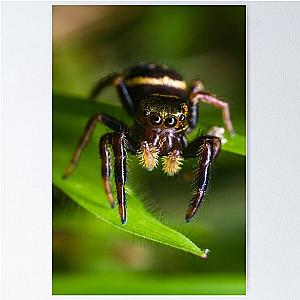 Moe Jumping Spider - Three Stooges Poster