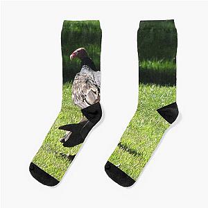 Vultures in Canada Socks