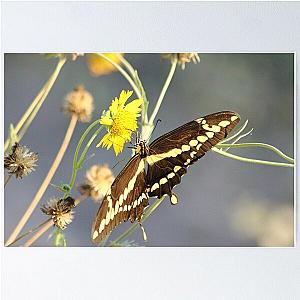 Wingspan Poster