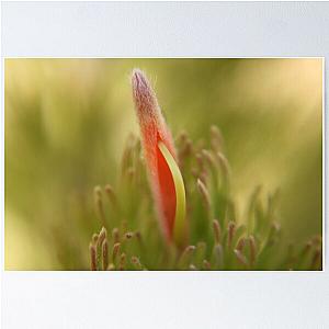 Adenanthos sericeus Wooli Bush flower Poster